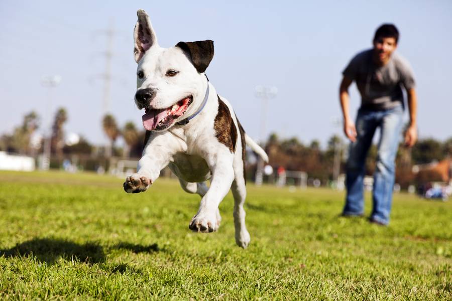 Sem coleira: Tudo o que você precisa saber se passeia com seu cão solto