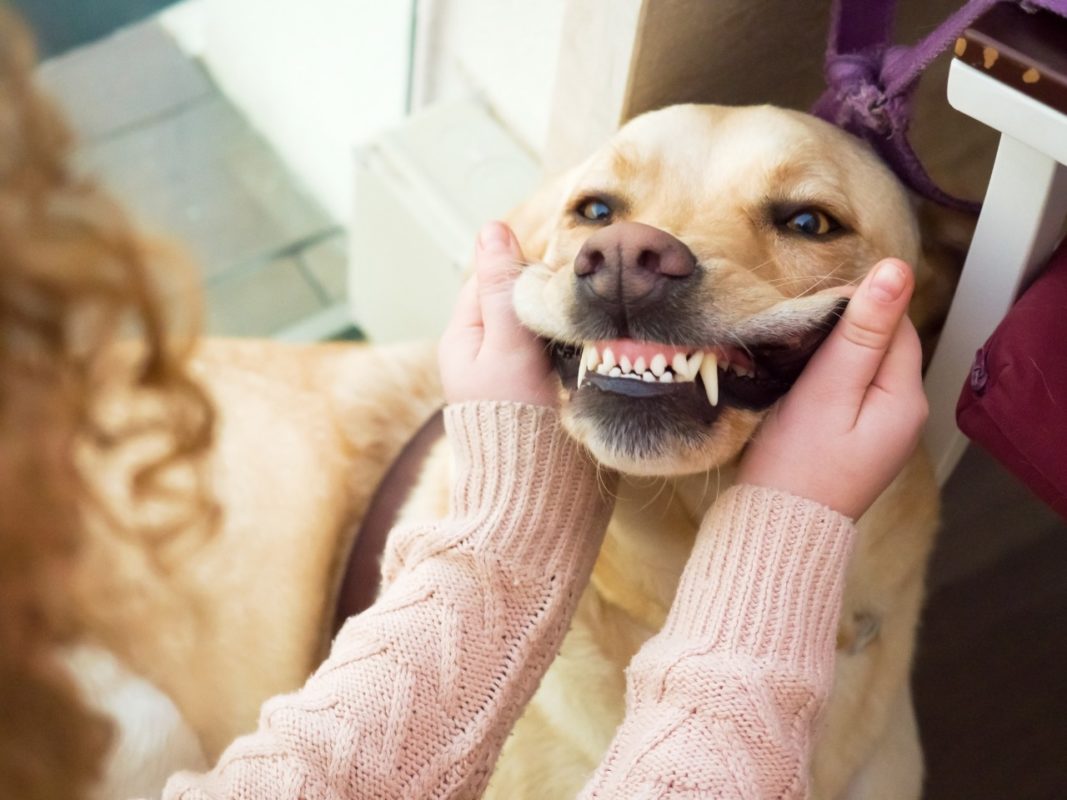 Saúde Bucal PET: Veterinário do CEUB alerta para problemas orais de cães e gatos