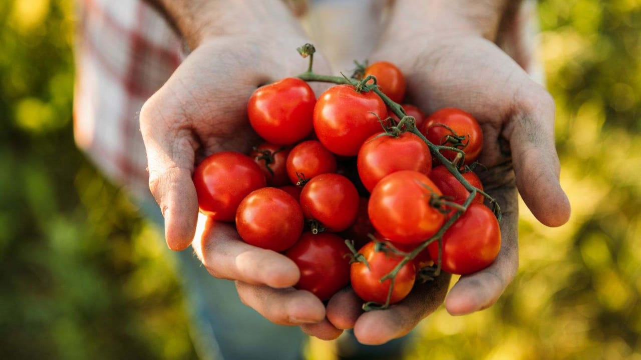 O tomate faz mais bem para saúde do que você imagina