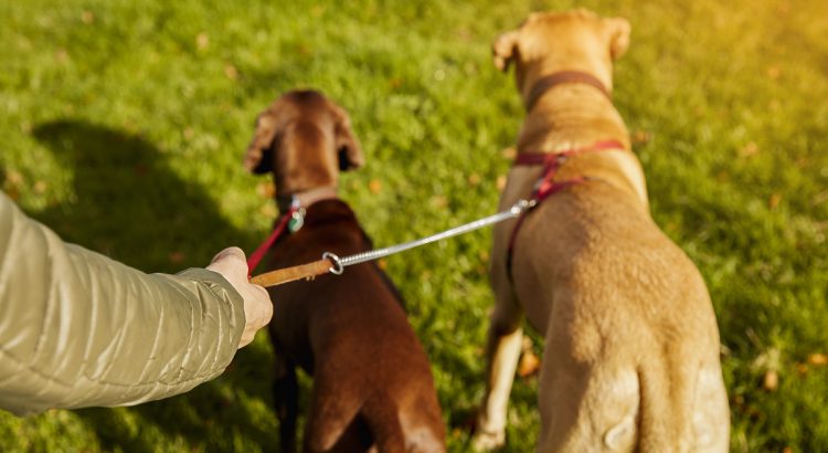 Passeios responsáveis com cães e gatos: veterinário dá dicas para garantir segurança