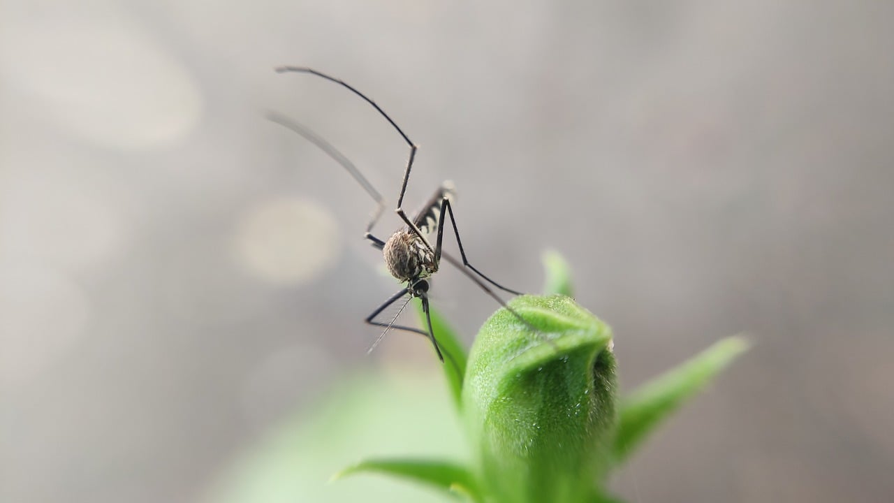 5 curiosidades peculiares sobre o mosquito da Dengue