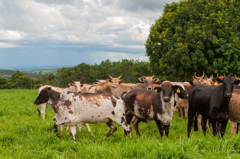 Goiás, o celeiro do Brasil para o mundo